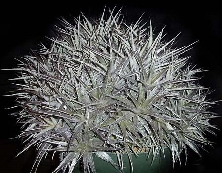 Deuterocohnia LONGIPETALA или Дейтерокония Длиннолепестная (семена)
