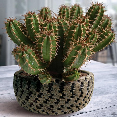 Euphorbia ENOPLA или Молочай Энопла (семена)