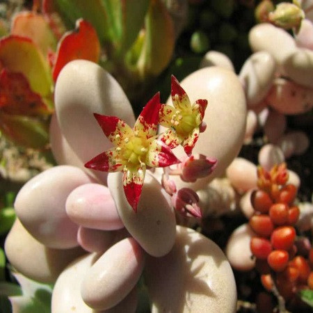Graptopetalum AMETHYSTINUM или Граптопеталум Аметистовый (семена)