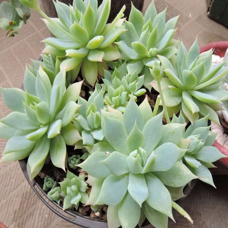 Graptopetalum MACDOUGALLII или Граптопеталум Мак-Дугала (семена)
