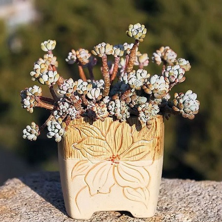 Graptopetalum PACHYPHYLLUM или Граптопеталум Толстолистный (семена)