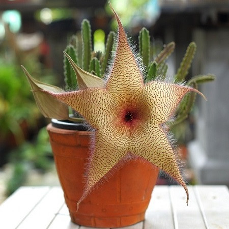 Stapelia GIGANTEA или Стапелия Гигантская (семена)