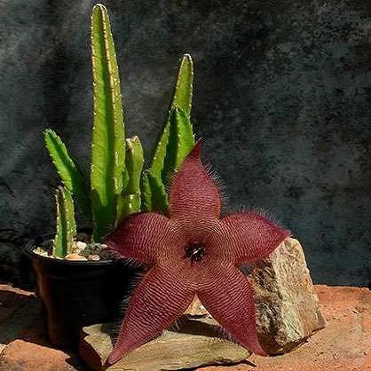 Stapelia GRANDIFLORA или Стапелия Крупноцветковая (семена)