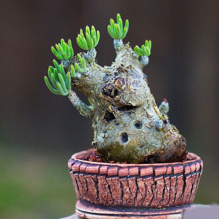 Tylecodon PEARSONII или Тилекодон Пирсона (семена)