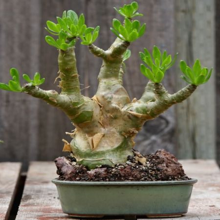 Tylecodon PANICULATUS или Тилекодон Метельчатый (семена)