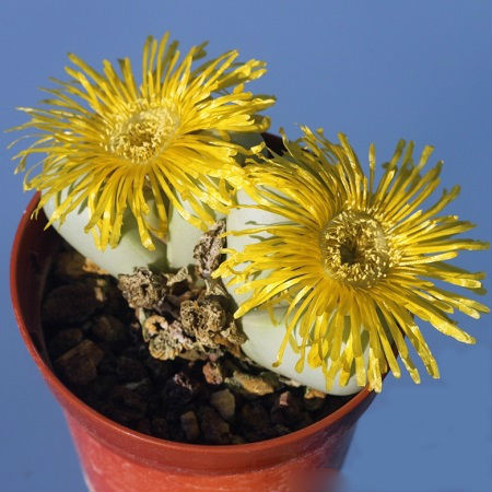 Argyroderma AUREUM или Аргиродерма Золотая (семена)