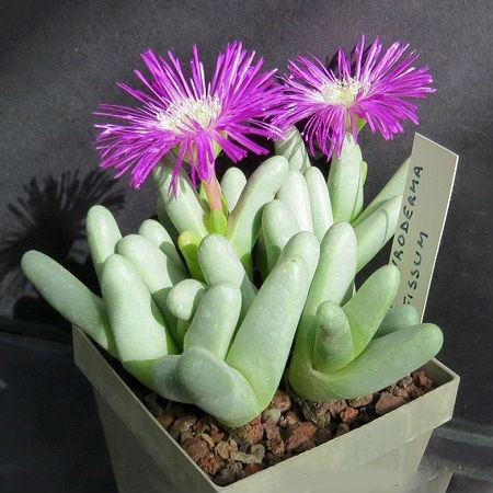 Argyroderma FISSUM или Аргиродерма Расщеленная (семена)