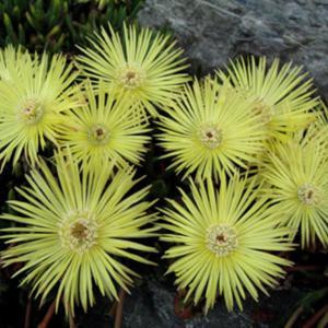Cephalophyllum PILLANSII или Роголистник Пилланса (семена)