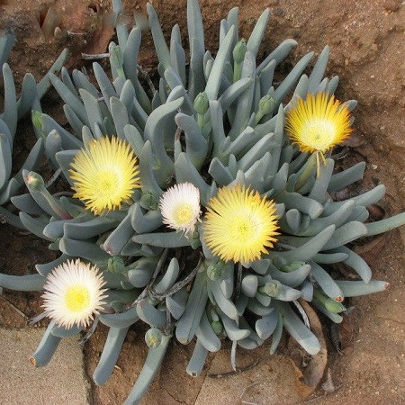 Cheiridopsis CANDIDISSIMA или Хейридопсис Красивейший (семена)