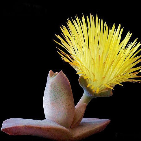 Cheiridopsis PECULIARIS или Хейридопсис Собственный (семена)