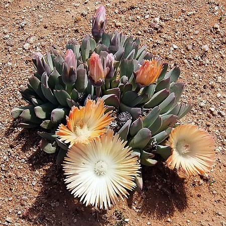 Cheiridopsis DENTICULATA или Хейридопсис Зубчатый (семена)