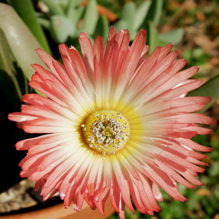 Cheiridopsis CUPREA или Хейридопсис Медный (семена)