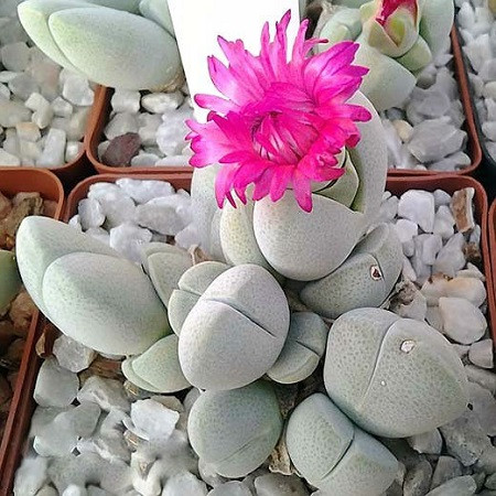 Cheiridopsis GLOMERATA или Хейридопсис Кистевидный (семена)