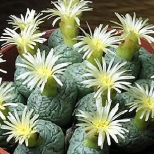 Conophytum UVAEFORME или Конофитум Виноградоподобный (семена)