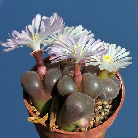 Conophytum TRIEBNERI или Конофитум Требнера (семена)