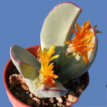 Conophytum CHRISTIANSENIANUM или Конофитум Христианский (семена)