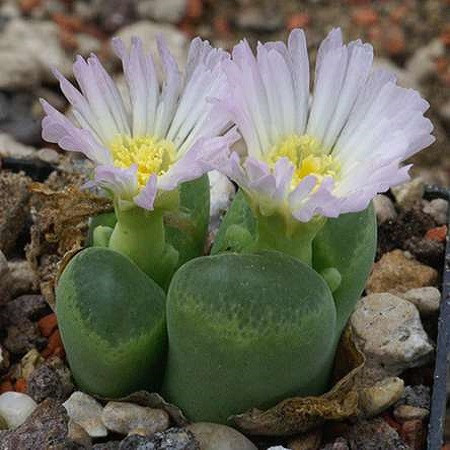 Conophytum LONGUM или Конофитум Длинный (семена)