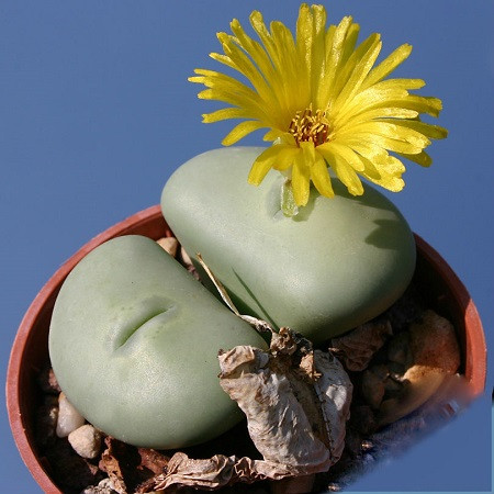 Conophytum ORNATUM или Конофитум Украшенный (семена)
