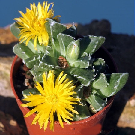 Faucaria ALBIDENS или Фаукария Белозубая (семена)