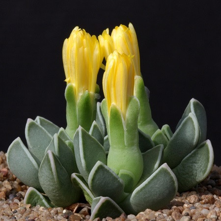 Faucaria BOSSCHEANA или Фаукария Босха (семена)