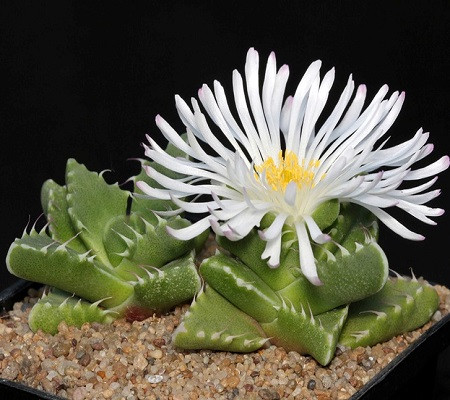 Faucaria FELINA или Фаукария Кошачья (семена)