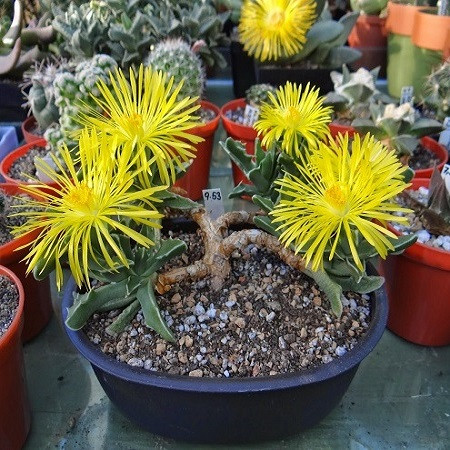 Faucaria PAUCIDENS или Фаукария Малозубчатая (семена)