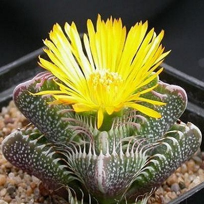 Faucaria TIGRINA или Фаукария Тигровая (семена)