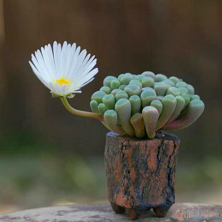 Fenestraria RHOPHALOPHYLLA или Фенестрария Булаволистная (семена)