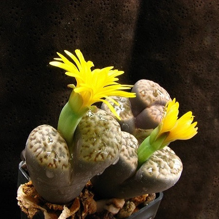 Lithops BROMFIELDII или Литопс Бромфилда (семена)