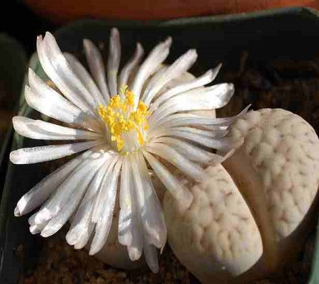 Lithops KARASMONTANA v AIAISENSIS или Литопс Карасмонтана (семена)