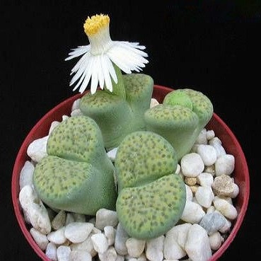 Lithops FULVICEPS v AUREA или Литопс Рыжеголовый (семена)