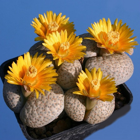 Lithops FULVICEPS v LACTINEA или Литопс Рыжеголовый (семена)