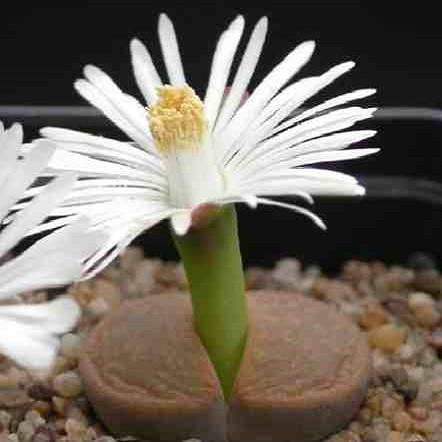 Lithops LESLIEI v. ALBIFLORA или Литопс Лесли (семена)