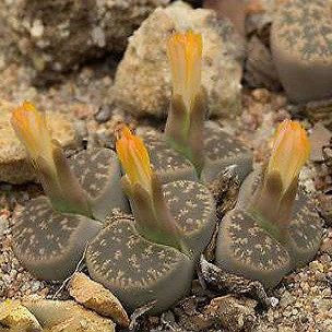 Lithops LESLIEI v. PIETERSBURG или Литопс Лесли (семена)