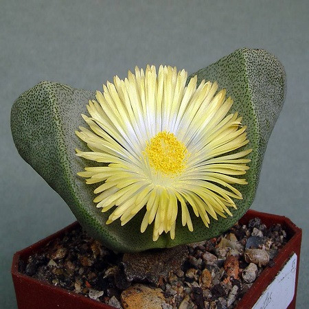 Pleiospilos BOLUSII или Плейоспилос Болюса (семена)