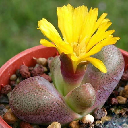 Pleiospilos HILMARI или Плейоспилос Хилмари (семена)