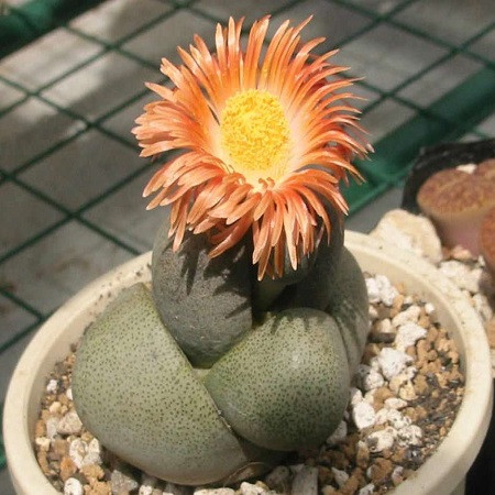 Pleiospilos NELII или Плейоспилос Неля (семена)