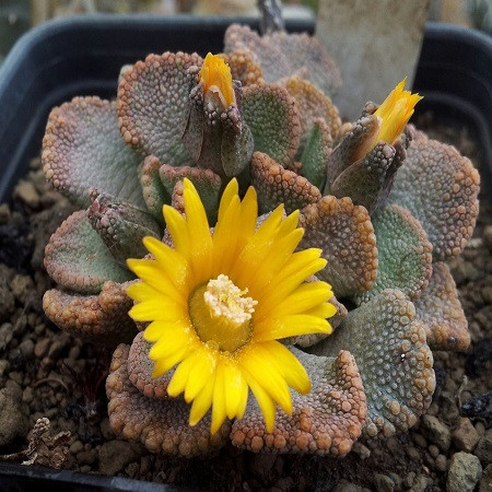 Titanopsis FULLERI или Титанопсис Фуллера (семена)