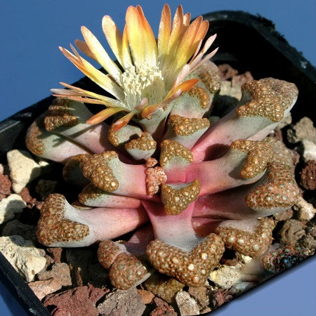 Titanopsis HUGO-SCHLECHTERI или Титанопсис Хуго-Шлехтери (семена)