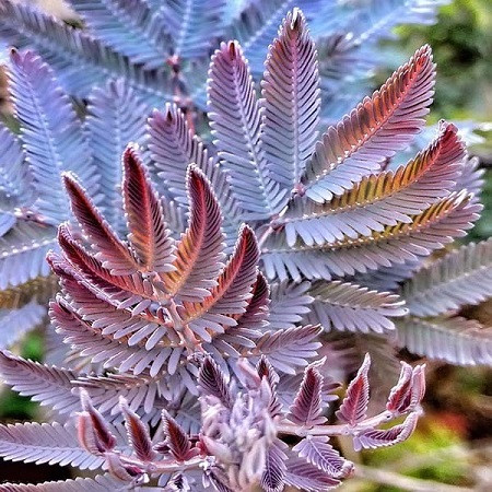 Acacia BAILEYANA var. PURPUREA или Акация Бейли Пурпурная (семена)