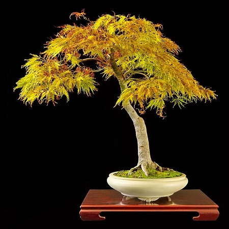 Acer Palmatum DISSECTUM или Клен Пальчатый Веерный (семена)