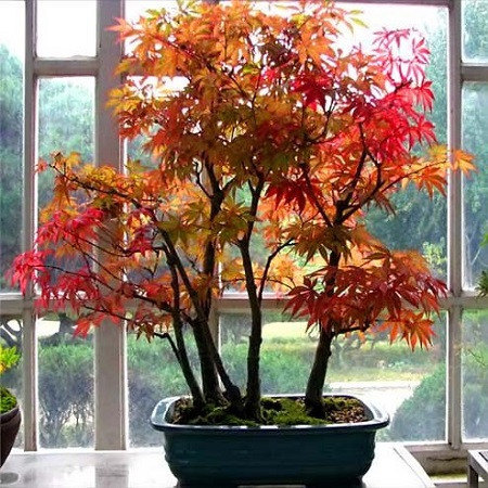 Acer PSEUDOSIEBOLDIANUM или Клен Ложнозибольдов (семена)
