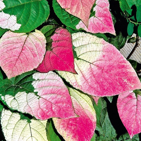 Actinidia KOLOMIKTA или Актинидия Коломикта (семена)