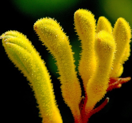 Anigozanthos FLAVIDUS или Анигозантос Желтеющий (семена)