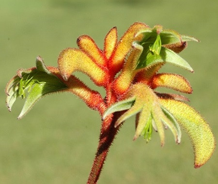 Anigozanthos PREISSII или Анигозантос Прейса (семена)