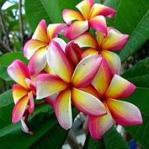 Plumeria ANGUS GOLD (семена)