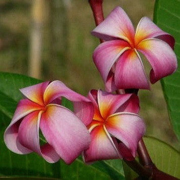 Plumeria APRICOT LOCKS (семена)