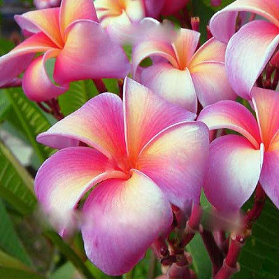Plumeria BIG RAINBOW (семена)