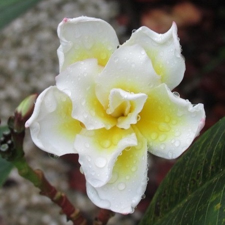 Plumeria BALI WHIRL (семена)