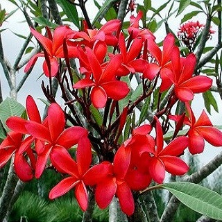 Plumeria BOLD (семена)